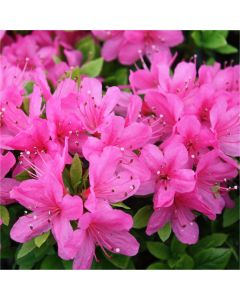 Azalea japonica Anouk - Evergreen Pink Azalea