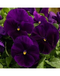 Pansy Purple - in Bud and Bloom