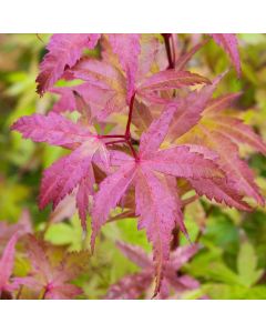 Acer palmatum 'Brown Sugar'