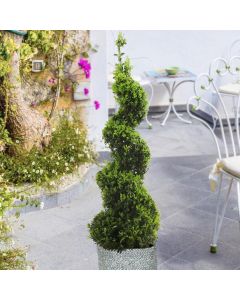 Spiral Topiary Buxus - Corkscrew Box wood Tree - Circa 100-120cm