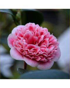 Evergreen Camellia japonica Volunteer - Perfect for Patios