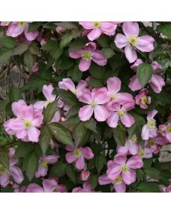 Clematis montana Tetrarose