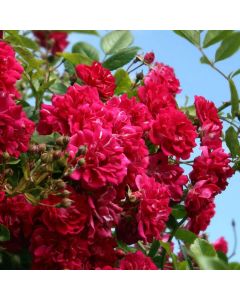 Large 6-7ft Climbing Rose Excelsa