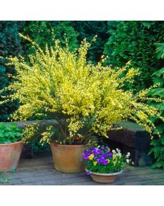 Cytisus scoparius - Golden Scotch Broom