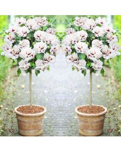 Pair of Patio Standard Hibiscus Trees - Double Ice Cream