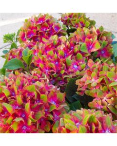 Hydrangea Glam Rock - Amazing Multi-Coloured Schloss Wackerbarth Hardy Hydrangea Shrub