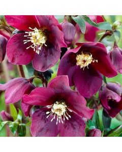 Helleborus x hybridus 'Hello Red' - Oriental Hellebore in Bud & Bloom