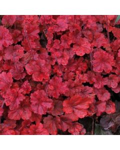 Heuchera Cherry Cola