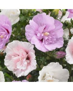 Hibiscus Multi-colour Tree Hollyhock - close up of white and purple flowers