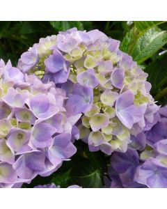 Hydrangea macrophylla Gertrude Glahn