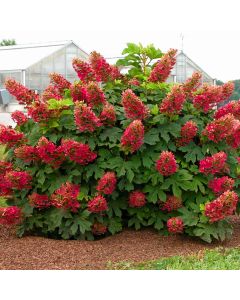 Hydrangea quercifolia Ruby Slippers - Oakleaf Hydrangea