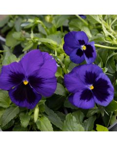 Pansy Blue Blotch - in Bud and Bloom