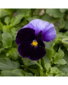 Pansy Beaconsfield in Bud and Bloom 