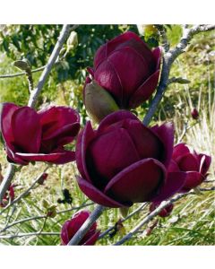 Magnolia Genie Black Tulip Tree