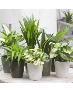 Houseplant Roulette - Lucky Dip Houseplant