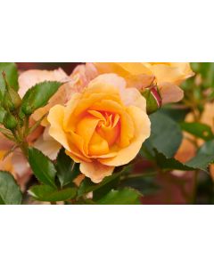 Rose Palace Fleur