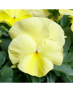 Pansy Primrose - in Bud and Bloom