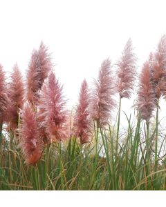 Pampas Grass - Cortaderia Pink Mistral