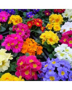 Potted Primroses in Bud & Bloom