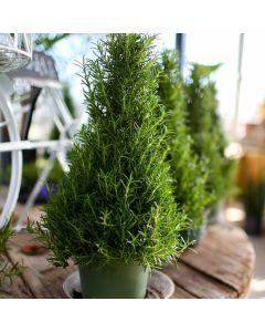 Rosemary 'Christmas Tree' Pyramid - Fragrant Rosmarinus officinalis