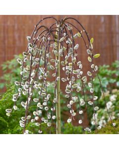 Salix caprea Kilmarnock - Large Full Standard Weeping Pussy Willow