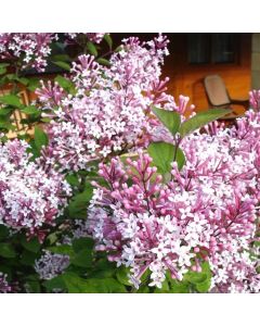 Dwarf Hungarian Lilac - Syringa josikaea - Scented flowering Lilac