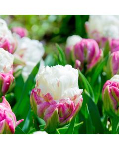 Tulip Ice Cream - Pack of 6 Bulbs