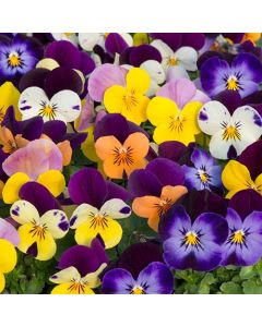 Viola Mix - The Small Flowered Pansy