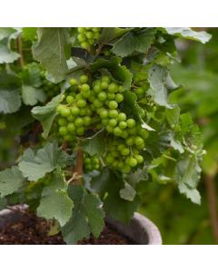 Dwarf Grape Vine - Vitis Pixie - Riesling