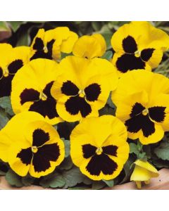 Pansy Yellow Blotch - in Bud and Bloom