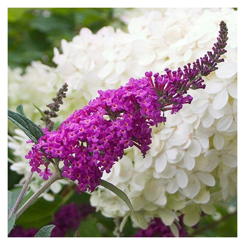 Buddleia Miss Ruby - Buddleja Butterfly Bush