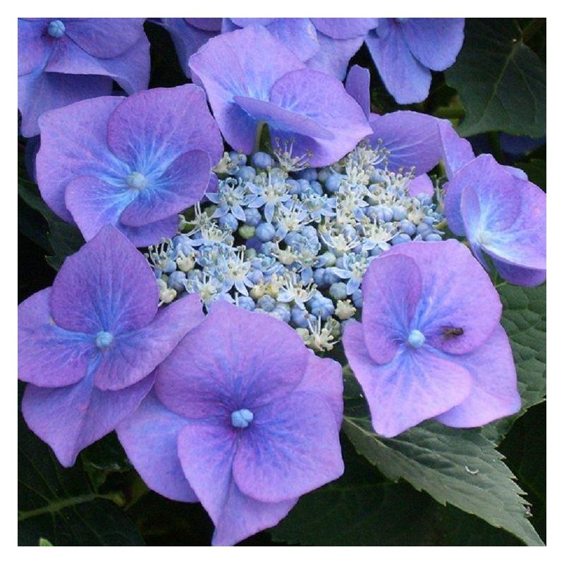 Hydrangea macrophylla Blauling - Blue Bird - Blue teller Lace Cap