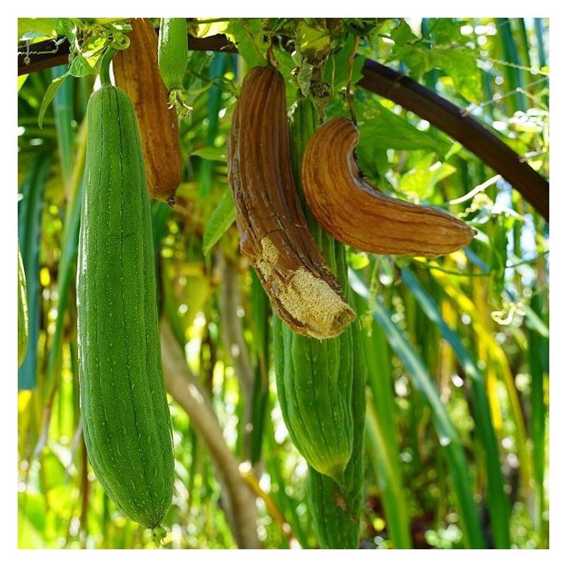 Grow your own Loofah Sponge - Luffa cylindrica