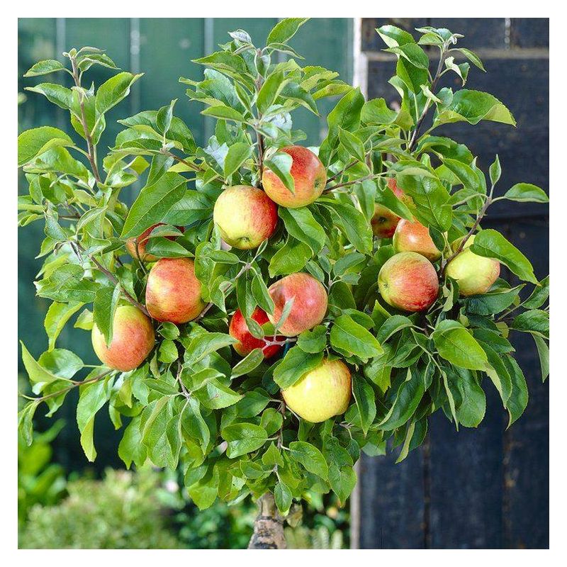 Patio Fruit Tree - Compact Apple 'Braeburn' Tree