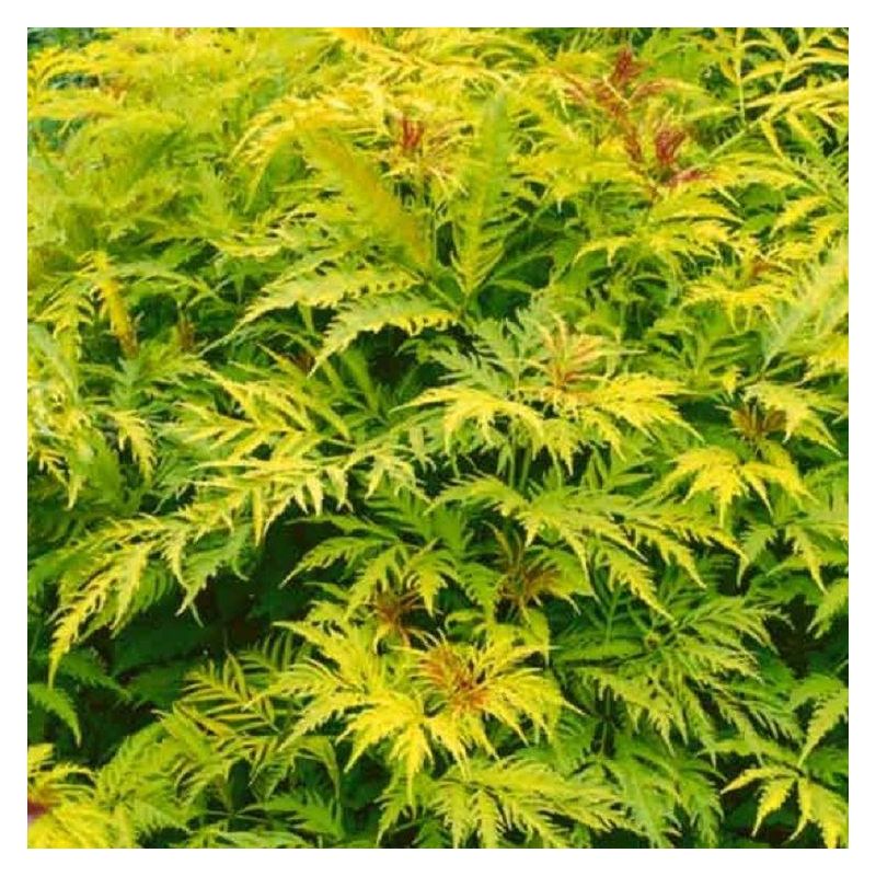 Sambucus racemosa Plumosa aurea - Sutherland Gold Elder