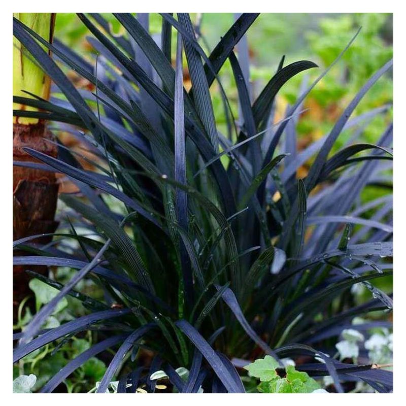 Black deals grass plant