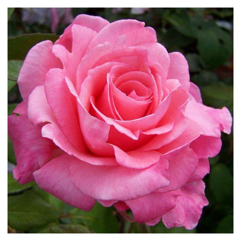 Rose Congratulations - Hybrid Tea Bush Rose