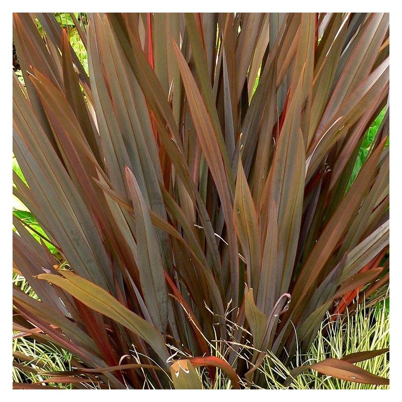 Phormium Amazing Red - New Zealand Flax