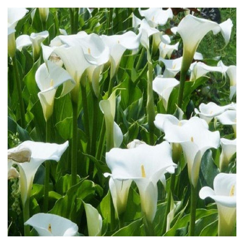 Zantedeschia aethiopica 'Crowborough' - Hardy White Calla Arum Lily
