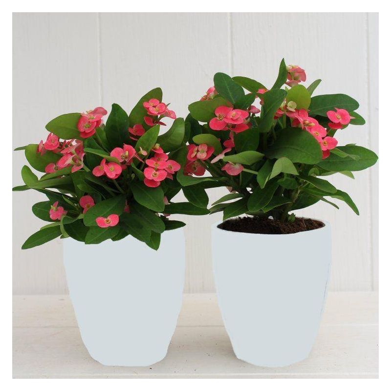 Euphorbia Milliana - Crown of Thorns - Ballerina Pink in White Display Pot