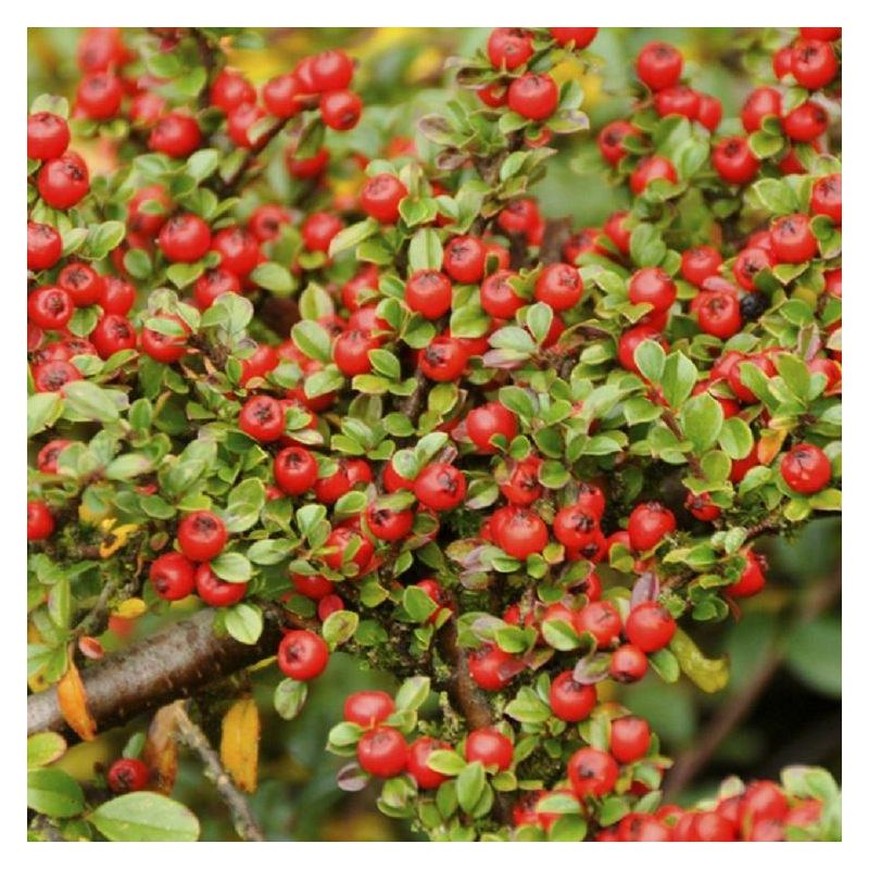 Cotoneaster Horizontalis