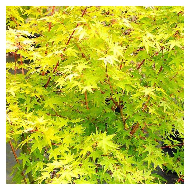 Acer palmatum Ueno Yama - 100-140cms Japanese Maple