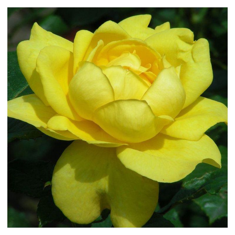 Rose Mountbatten - Floribunda Rose