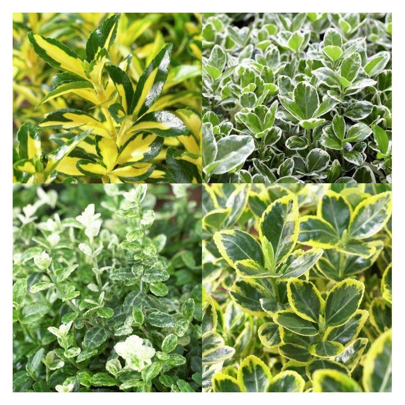 Evergreen Euonymous Selection - Pack of FIVE Evergreen Euonymus Plants ...