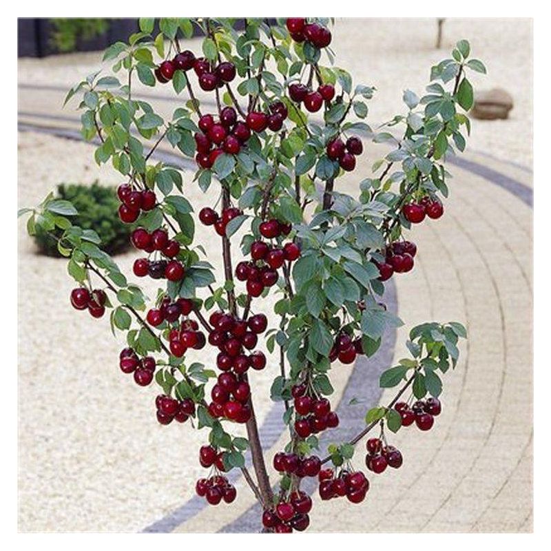 Patio Fruit Tree - Compact Black Cherry 'Stella Compact' Tree