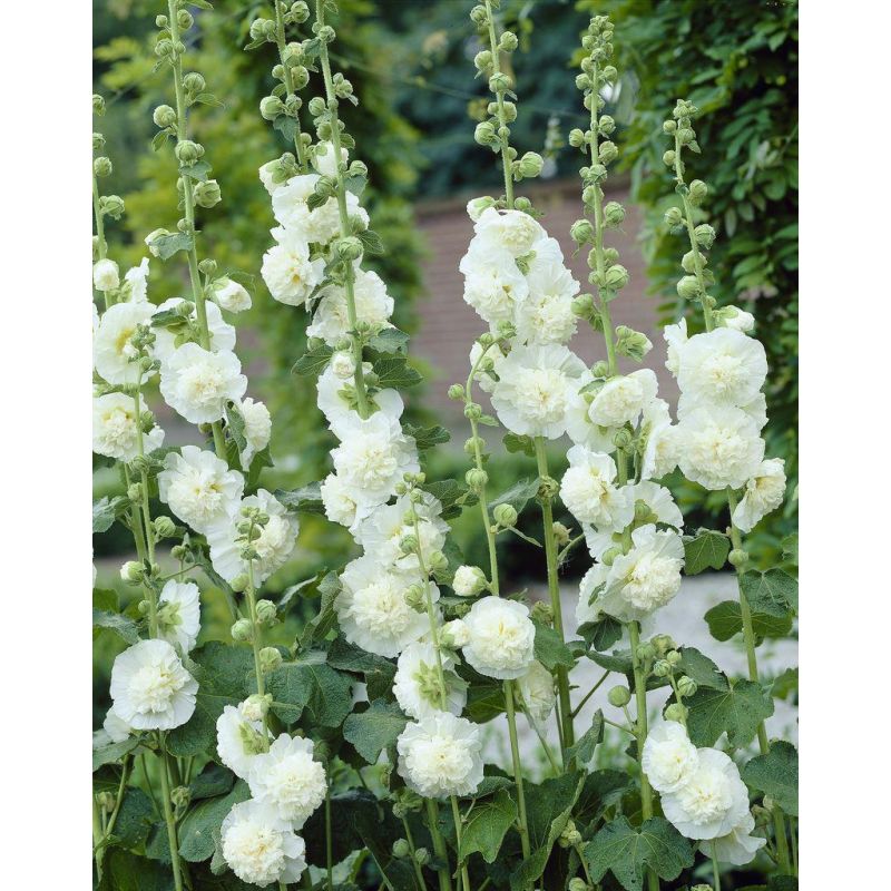 Alcea rosea Nigra - Black Hollyhock (Althea)