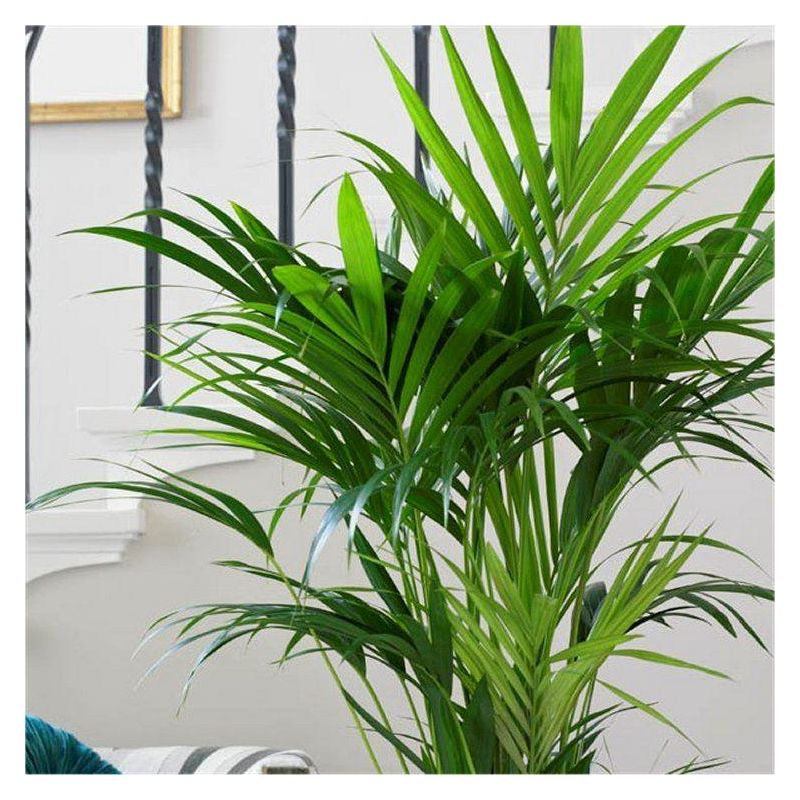 Howea forsteriana - KENTIA PALM - The best palm for indoors - 80-100cm ...