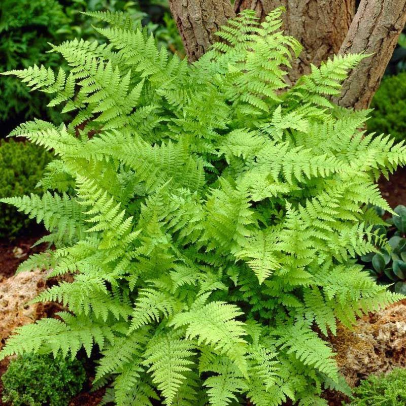 Athyrium filix-femina - Lady Fern