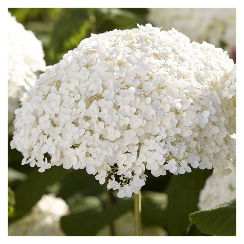 Hydrangea arborescens 'Incrediball' - Strong Annabelle - Giant Football ...