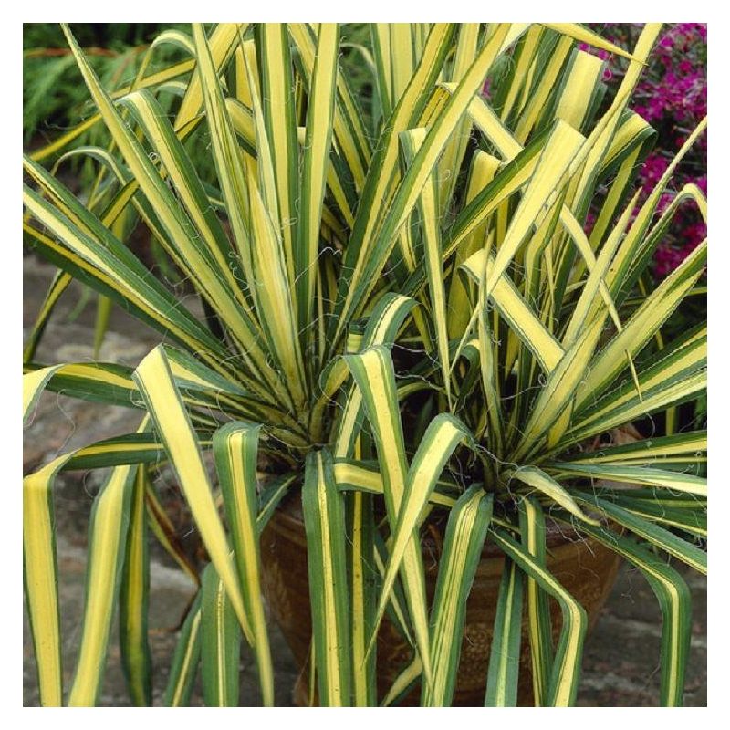 Yucca Colour Guard - Variegated Adams Needle